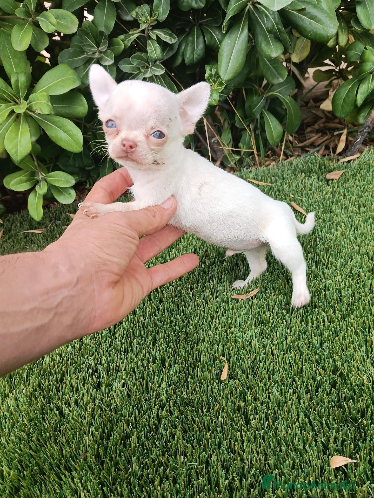 Chihuahua perros Exclusivo machito de Chihuahua Toy - Anuncio 1