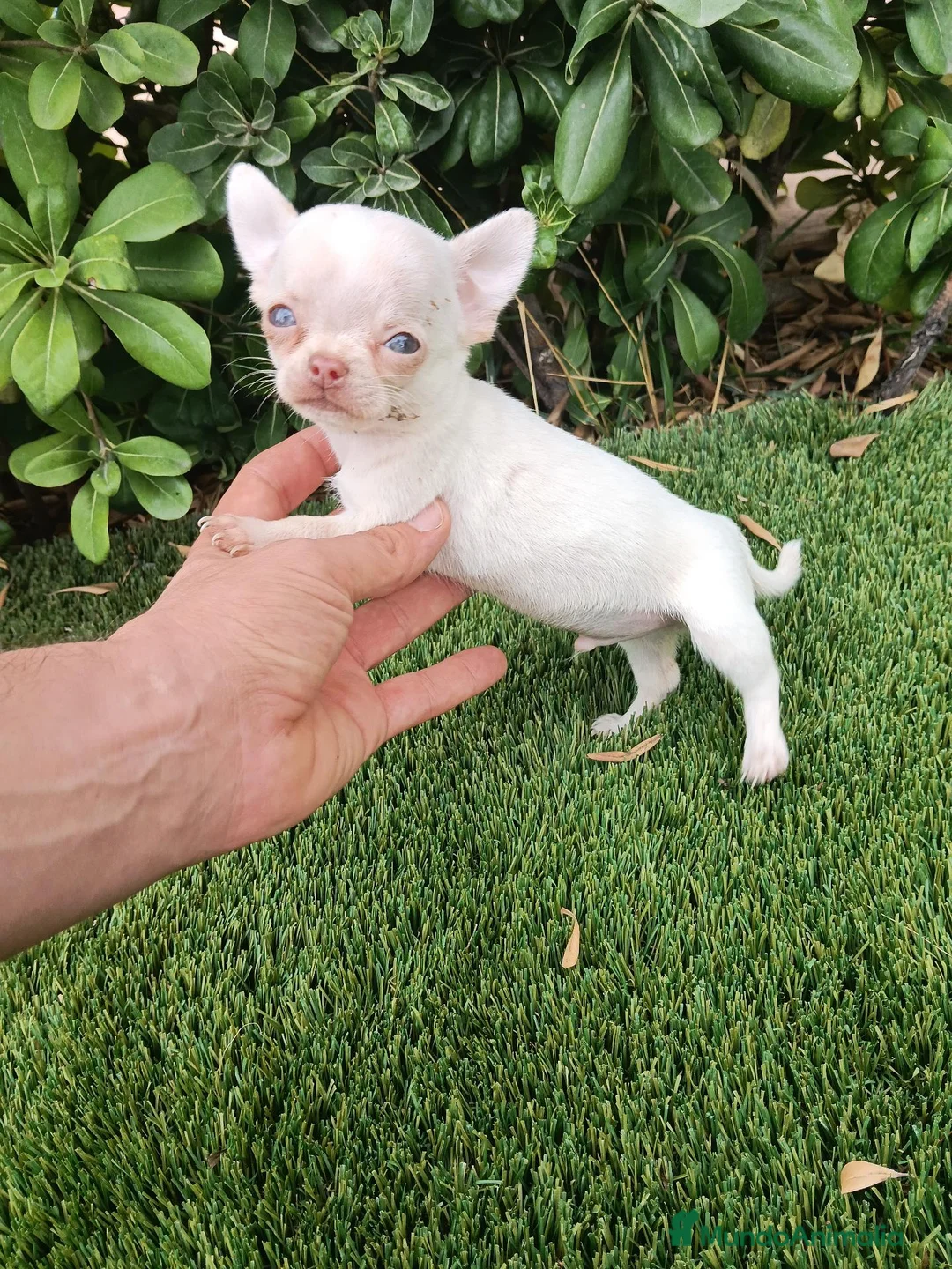 Chihuahua perros en venta: Exclusivo machito de Chihuahua Toy - Anuncio 1