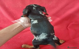 Teckel Miniatura perros en venta: Teckel Miniatura Arlequin  - Imagen 4