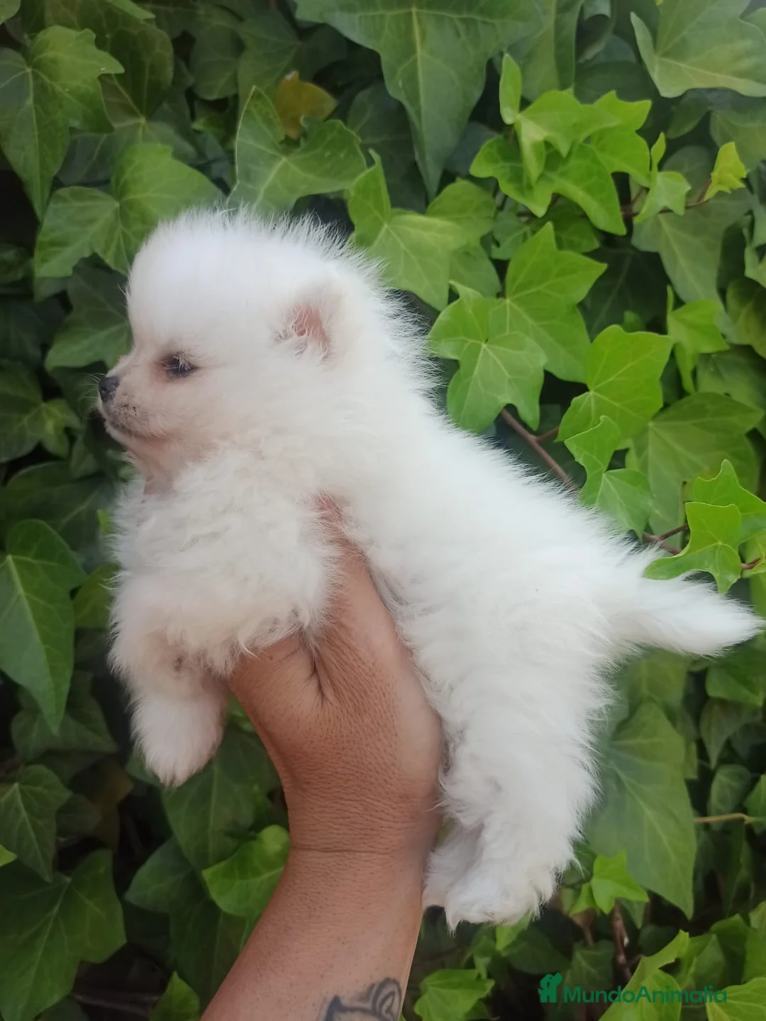 Pomerania perros en venta: Pomerania toy - Anuncio 3