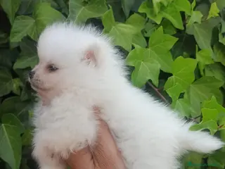 Pomerania perros Pomerania toy - Anuncio 2