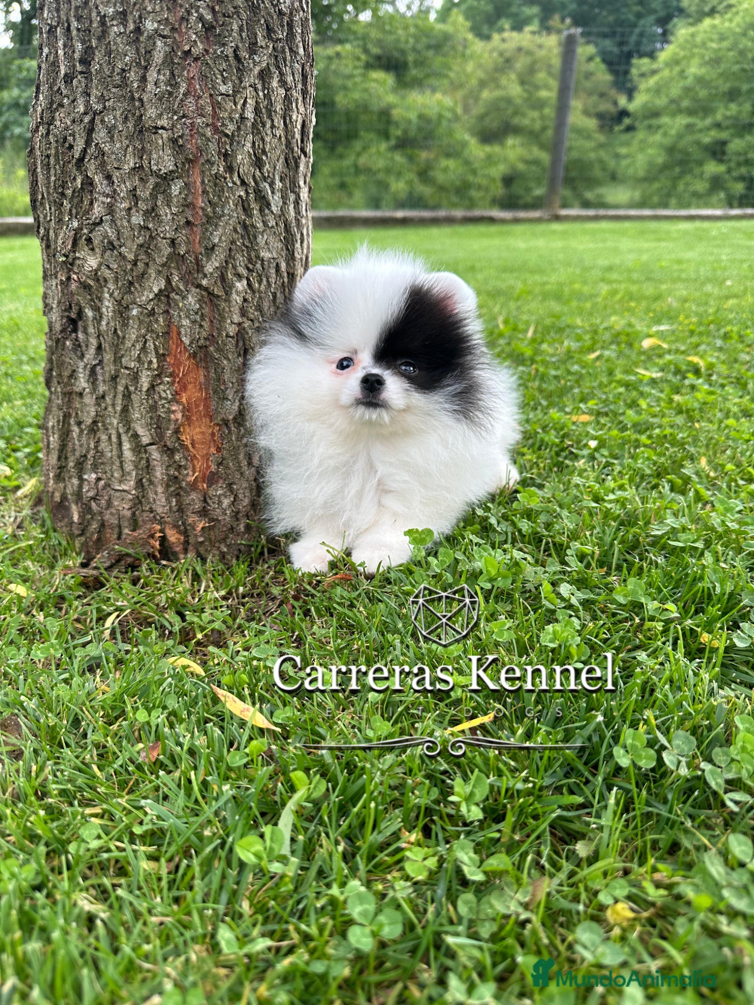 Pomerania perros 💖 Exclusiva Pomerania Miniatura Panda 🐼  - Anuncio 1