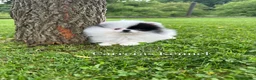 Pomerania perros en venta: 💖 Exclusiva Pomerania Miniatura Panda 🐼  - Anuncio 1