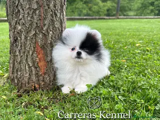 Pomerania perros en venta: 💖 Exclusiva Pomerania Miniatura Panda 🐼 - Anuncio 3