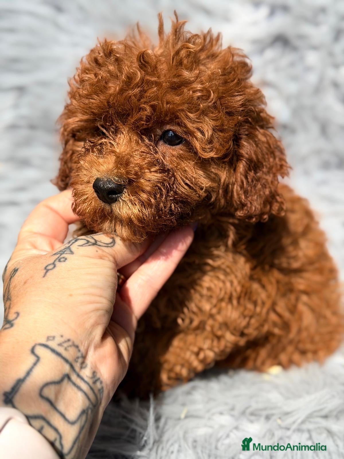 Caniche Mediano perros Precioso caniche rojo  - Anuncio 1