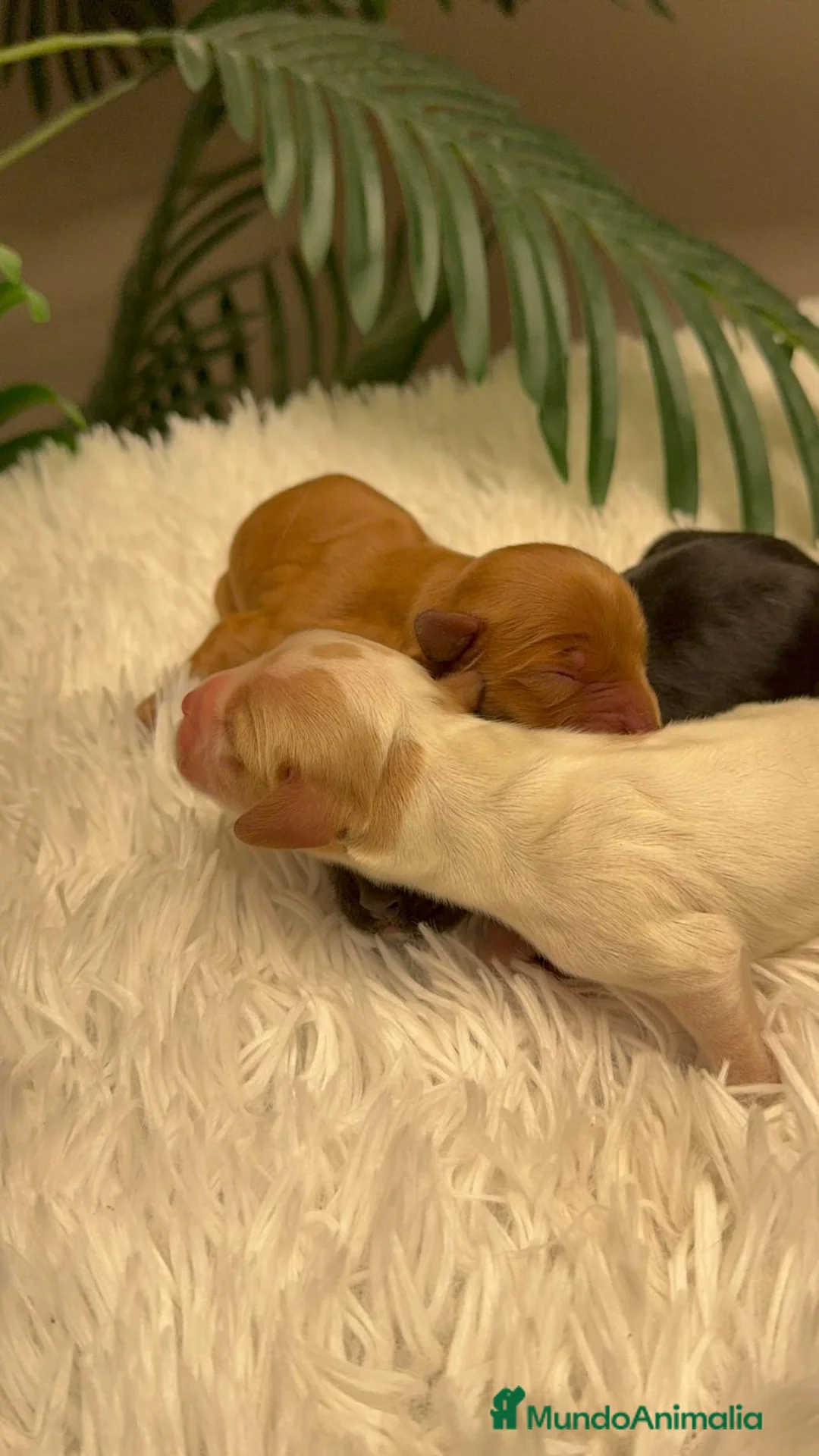 Cocker Spaniel Inglés perros en venta: COCKER SPANIEL INGLES - Anuncio 7