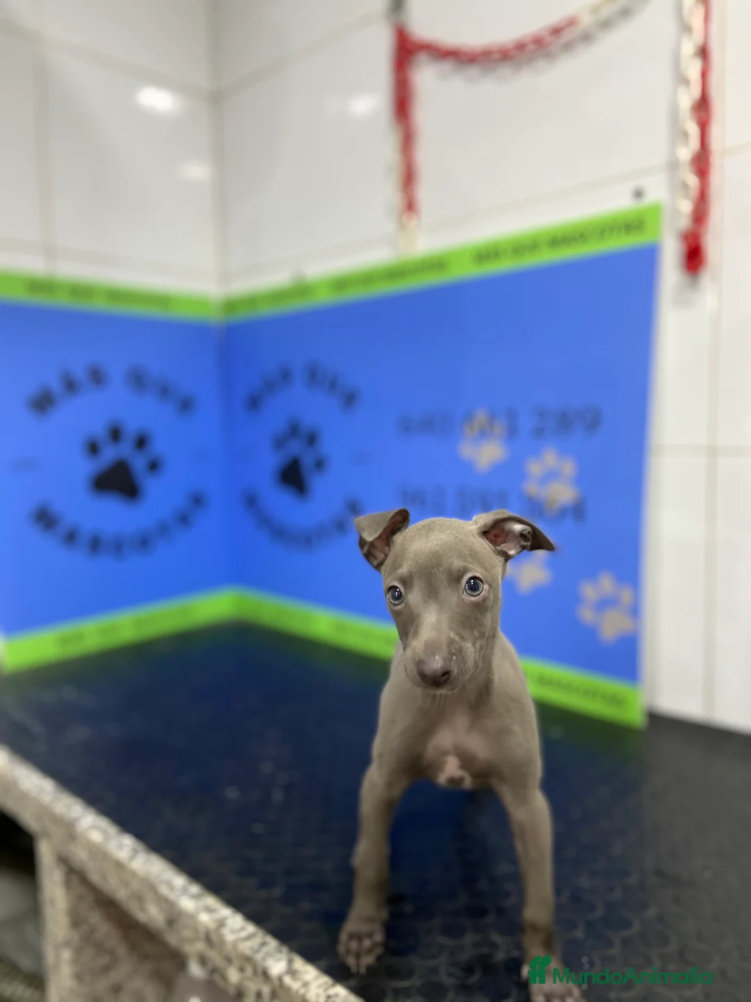 Pequeño Lebrel Italiano perros en venta: Piccolo Italiano 700€ ¡PRECIO REAL! - Anuncio 7