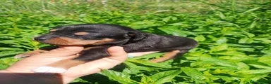 Raza Mixta Cachorro 2