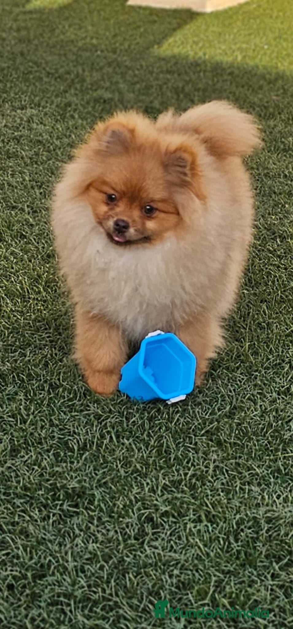 Pomerania perros CAMADA DE POMERANIA  - Anuncio 33