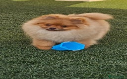 Pomerania perros en venta: CAMADA DE POMERANIA  - Imagen 1