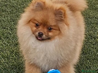 Pomerania perros - Anuncio 5