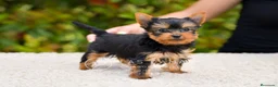 Yorkshire Terrier perros en venta: Yorkshire terrier próxima camada - Anuncio 3