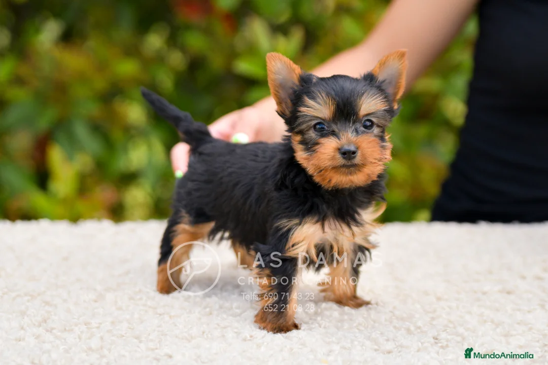 Yorkshire Terrier perros en venta: Yorkshire terrier próxima camada - Anuncio 3