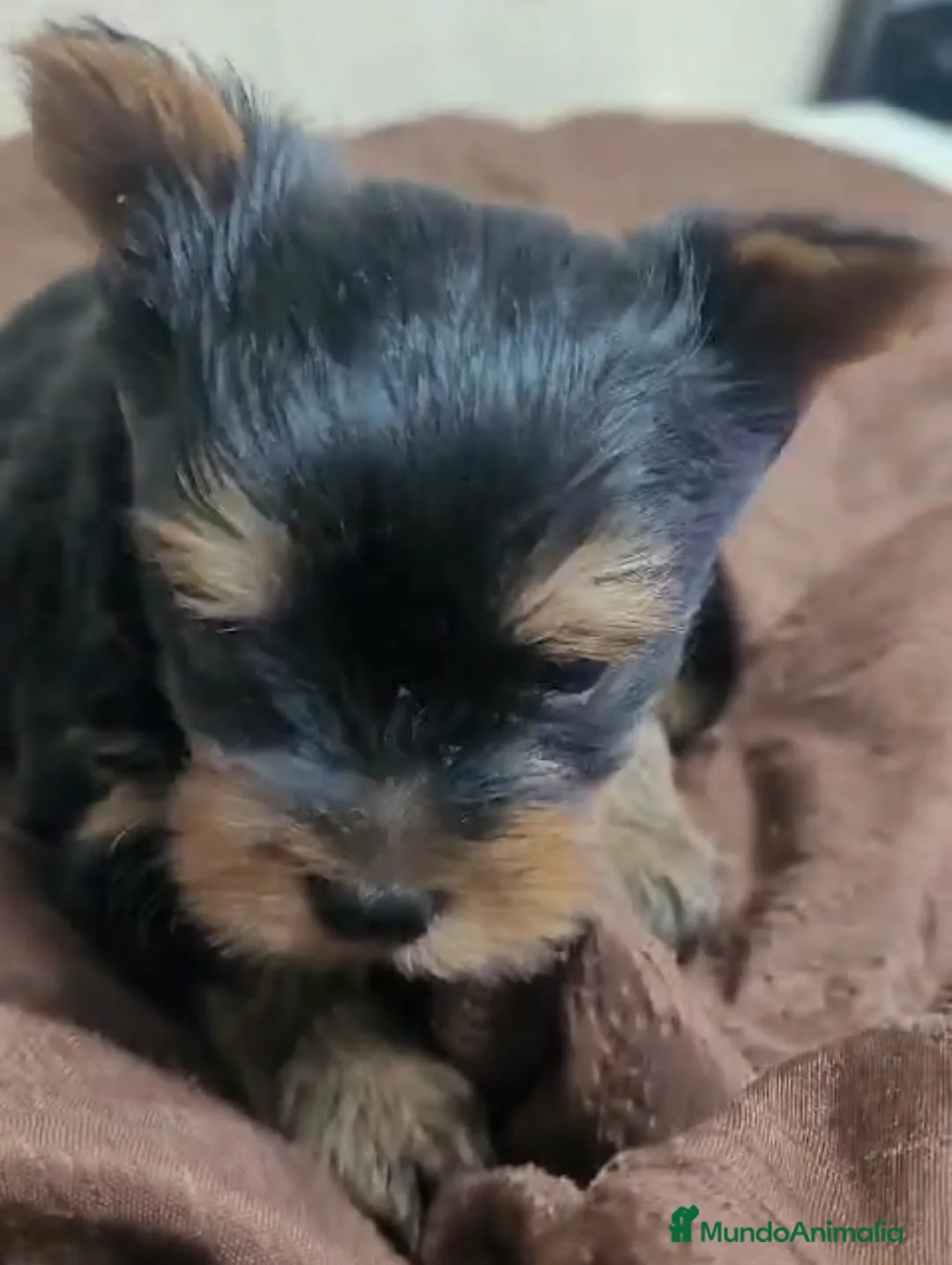 Yorkshire Terrier perros en venta: Camada de cachorros Yorkshire Terrier  en Granada - Anuncio 1