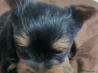 Yorkshire Terrier perros Camada de cachorros Yorkshire Terrier en Granada - Anuncio 3
