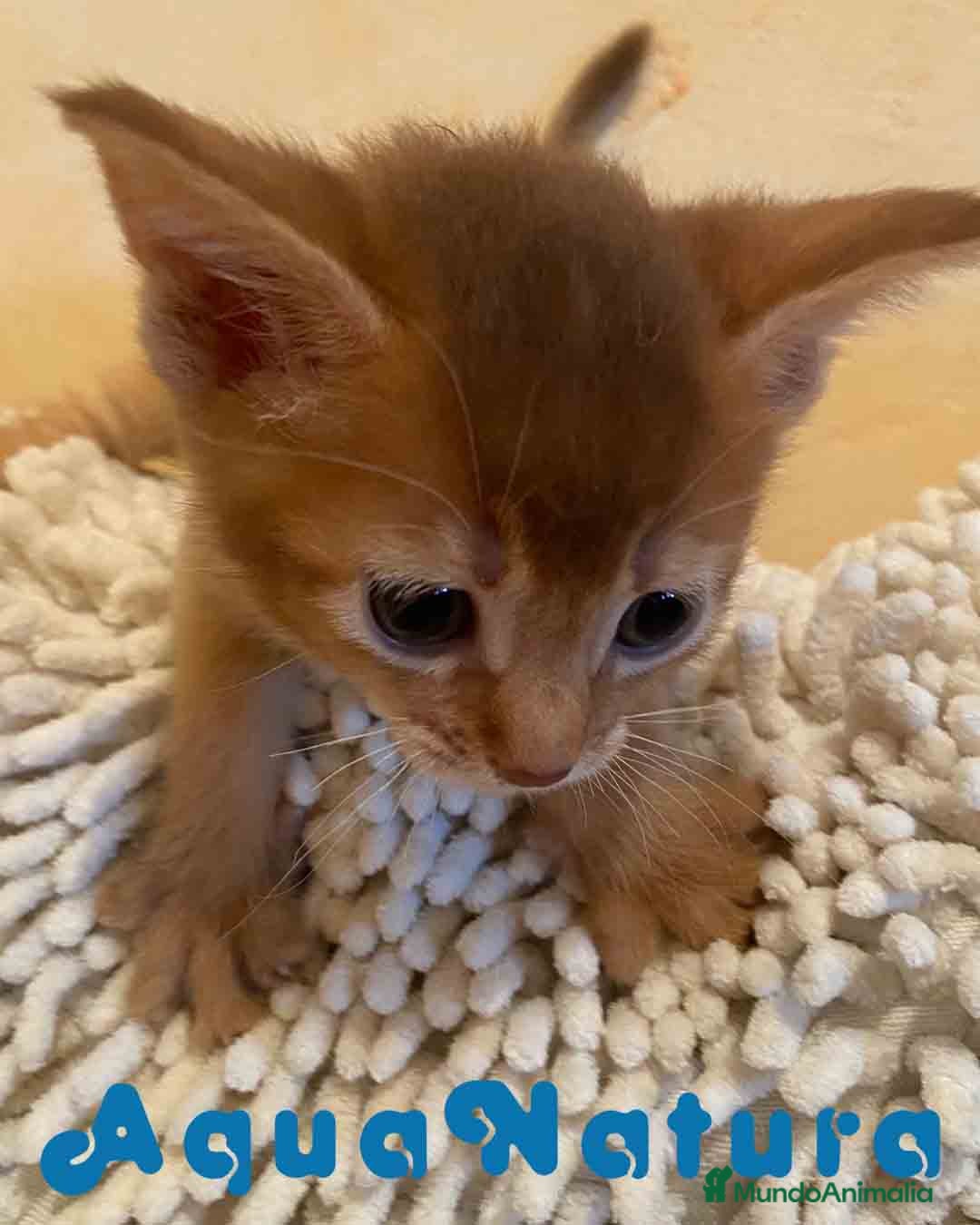 Abisinio gatos  Abisinio Hembra de Santa 1836 - AQUANATURA en Barcelona - Anuncio 2