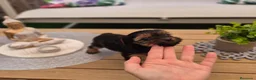 Yorkshire Terrier perros en venta: Yorkshire terrier - Anuncio 29