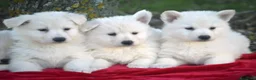 Pastor Blanco Suizo perros en venta: Disponibles cachorros de pastor blanco suizo - Anuncio 2