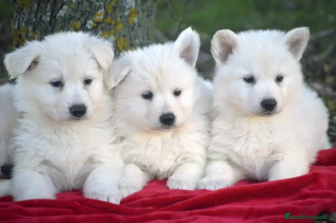 Pastor Blanco Suizo perros en venta: Disponibles cachorros de pastor blanco suizo - Anuncio 2