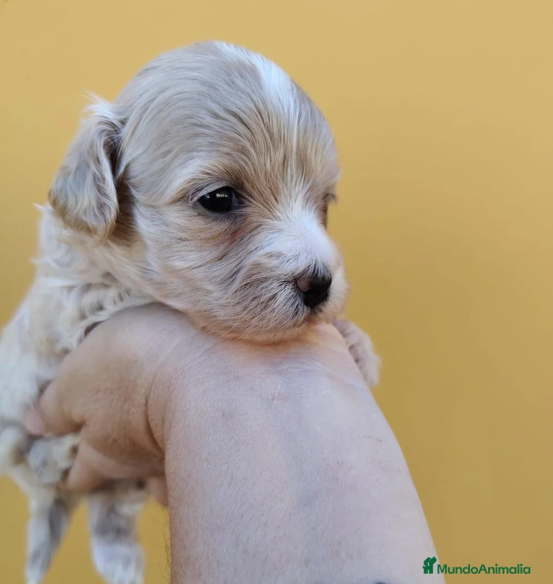 Maltipoo perros en venta: Maltipoo macho  - Anuncio 4
