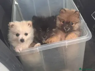 Pomerania perros Pomerania Lulu cara osito - Anuncio 14