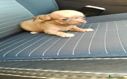 Chihuahua perros en venta: Chigugua toys  - Imagen 2