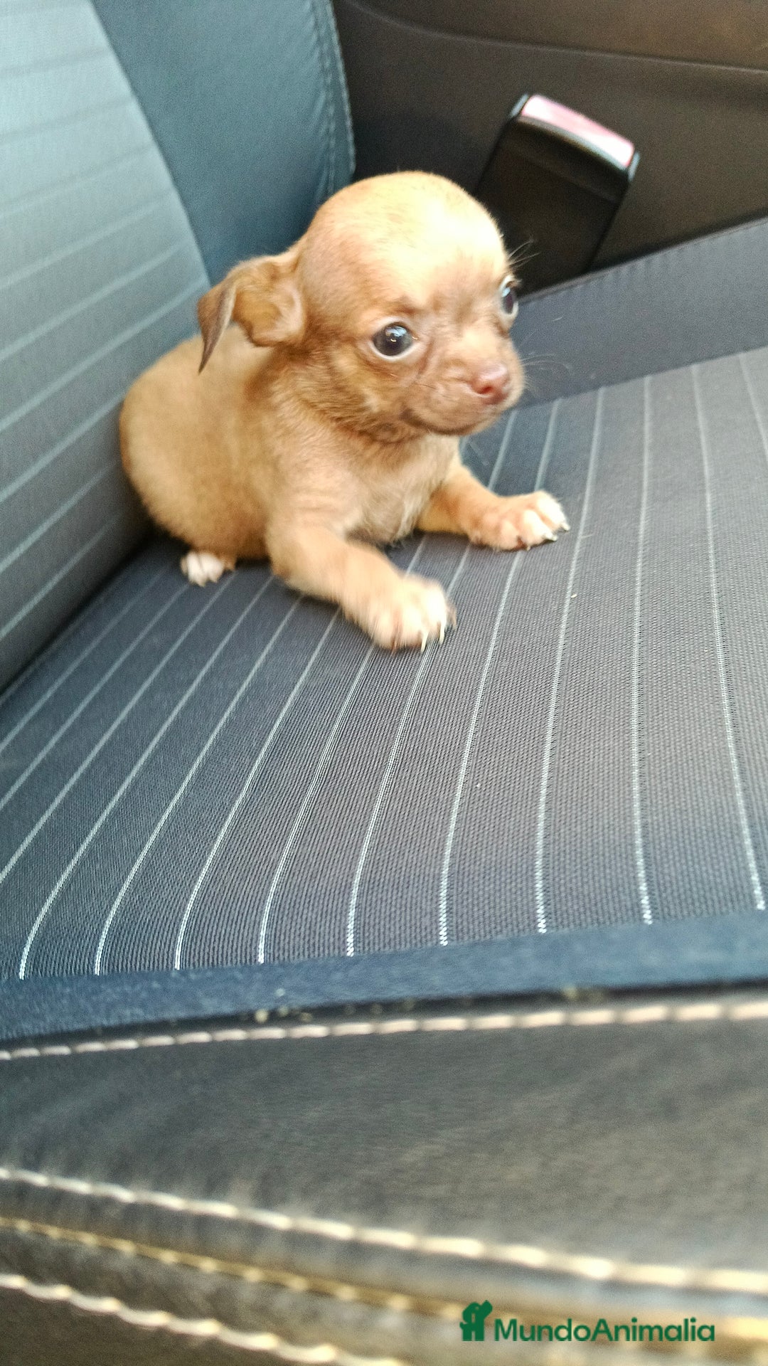 Chihuahua perros en venta: Chigugua toys  - Imagen 2