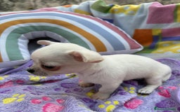 Chihuahua perros en venta: Increíble machito chihuahua tot - Imagen 6