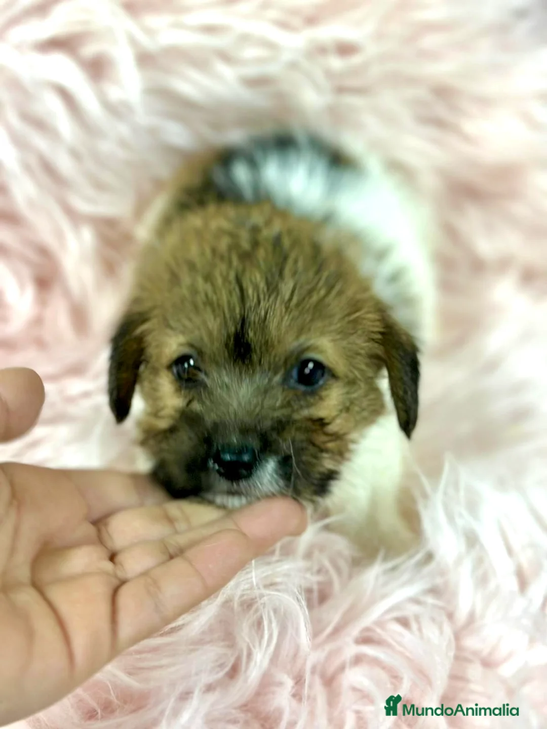 Jack Russell Terrier perros en venta: Jack Russell Broken  - Anuncio 2