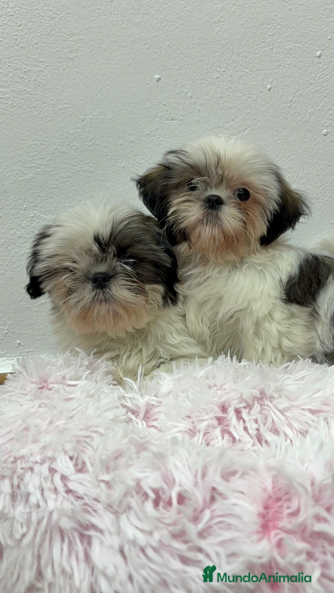 Shih Tzu perros SHIH TZU - Anuncio 1