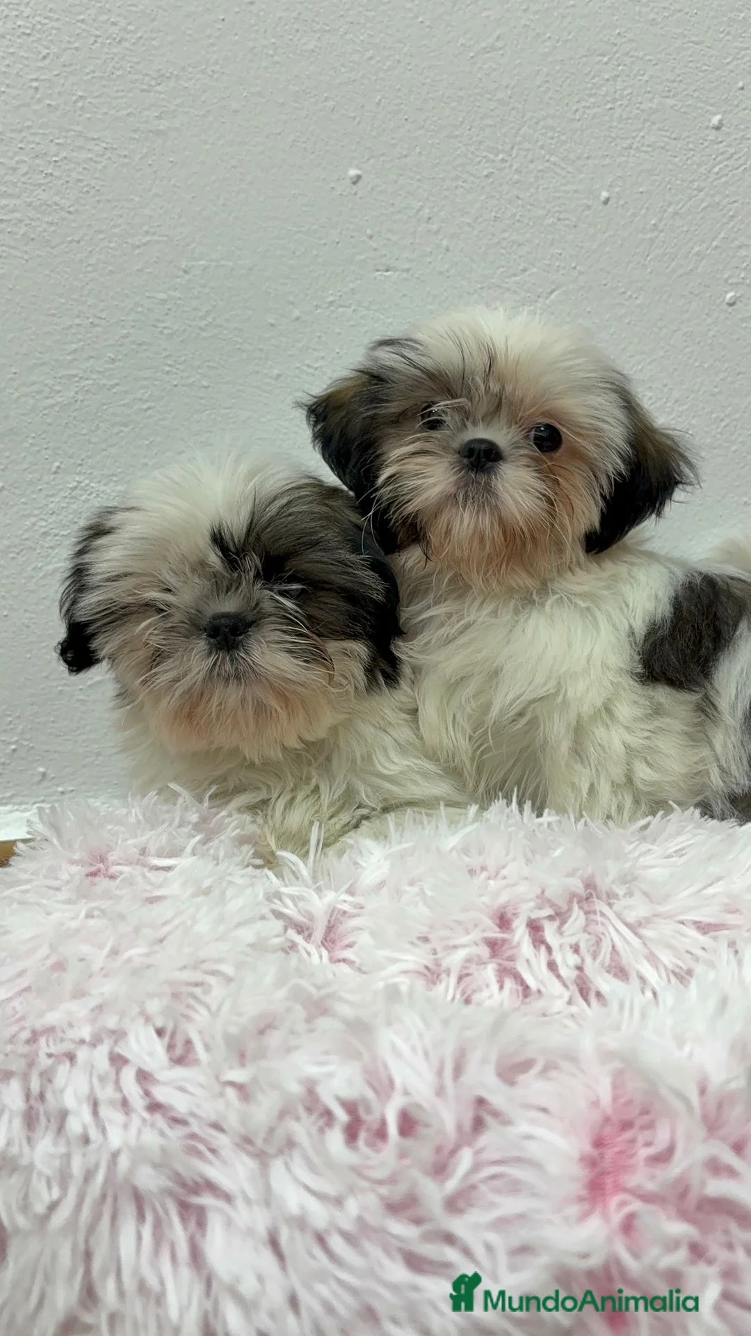 Shih Tzu perros en venta: SHIH TZU - Anuncio 1