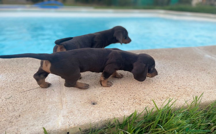 Teckel Miniatura perros - Propaganda 1