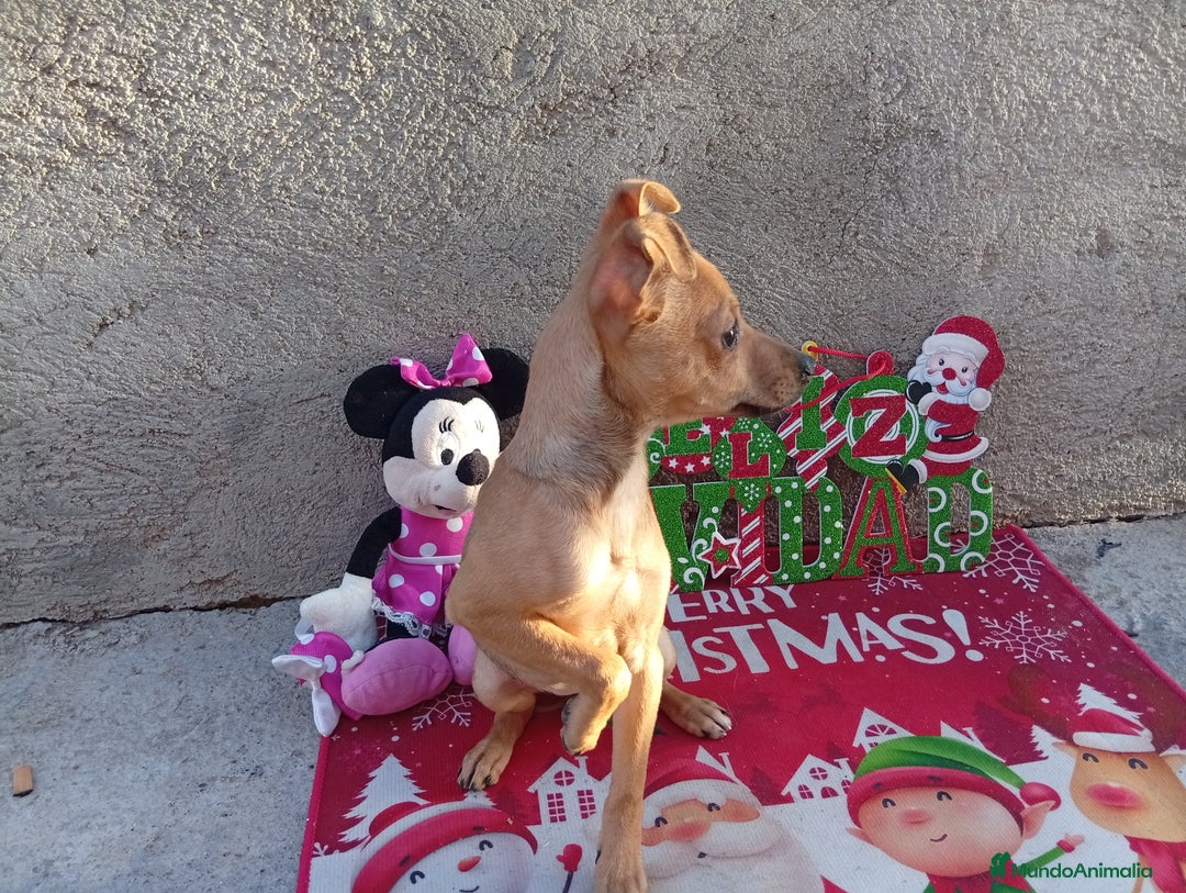 Raza Mixta perros en venta: PRECIOSA PAREJA (LEER BIEN ) - Anuncio 3