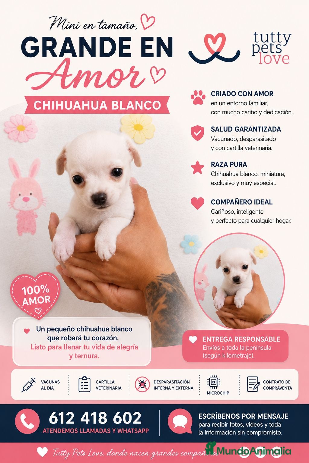 Chihuahua perros Chihuahua Blanco - Anuncio 2