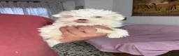 Bichón Maltés perros en venta: Machito Bichon Maltés Toy  - Anuncio 2