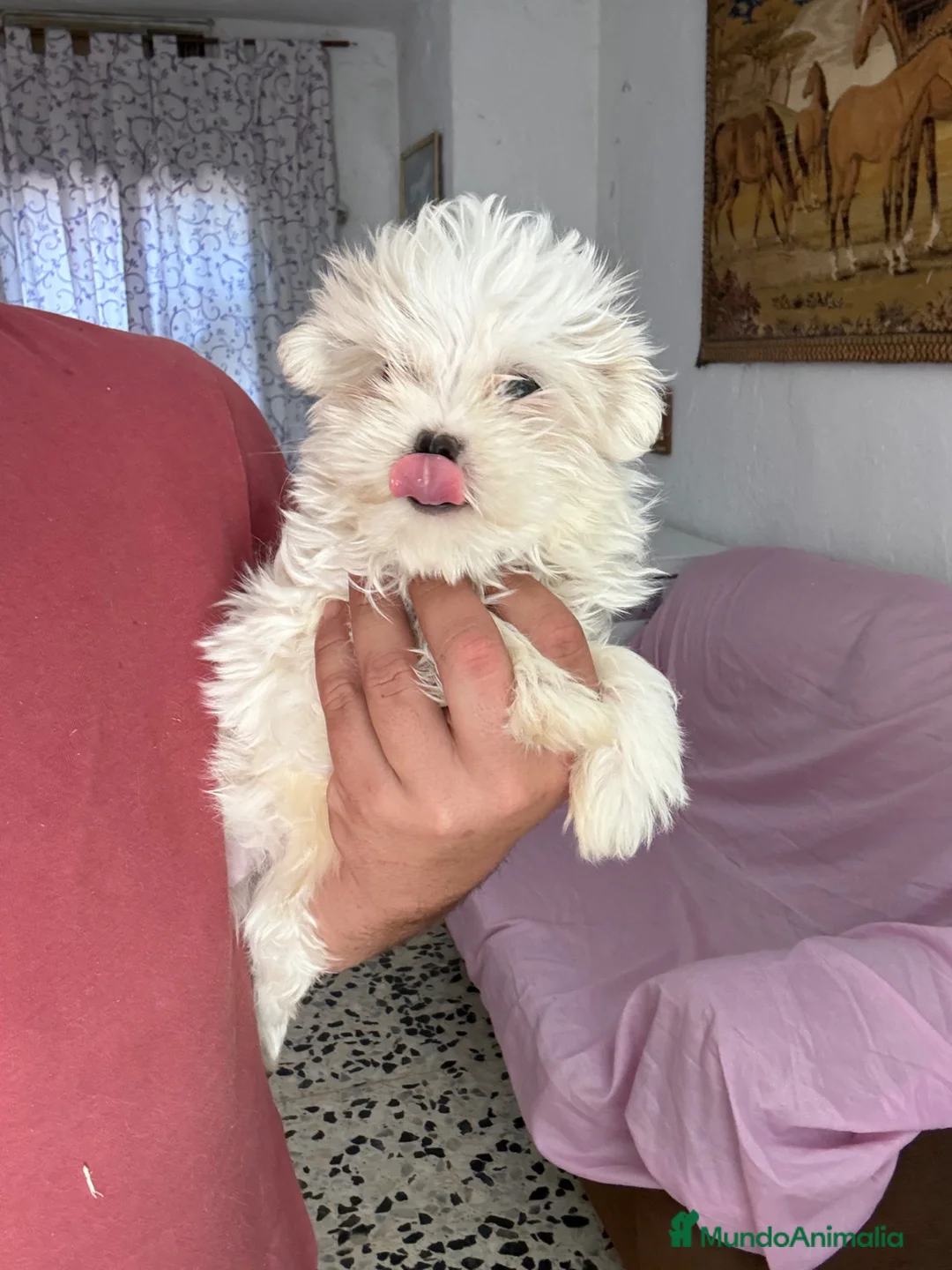 Bichón Maltés perros en venta: Machito Bichon Maltés Toy  - Anuncio 2