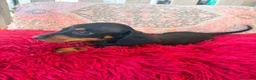 Teckel Miniatura perros en venta: Teckel kaninchen  - Anuncio 9