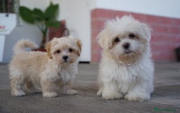 Maltipoo perros en venta: ❄️ Snow – Maltipoo blanco crema en miniatura 🐾 - Imagen 7