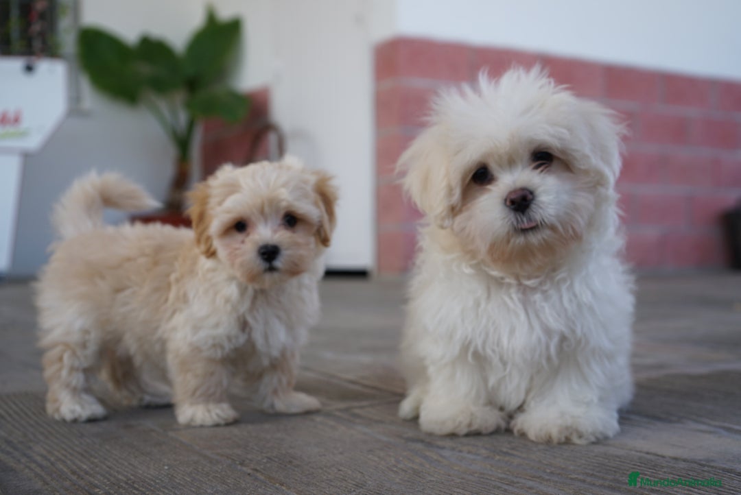 Maltipoo perros en venta: ❄️ Snow – Maltipoo blanco crema en miniatura 🐾 - Imagen 7
