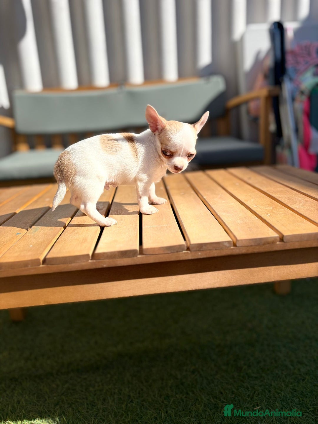 Chihuahua perros en venta: Chihuahua Toy Rusos - Imagen 32