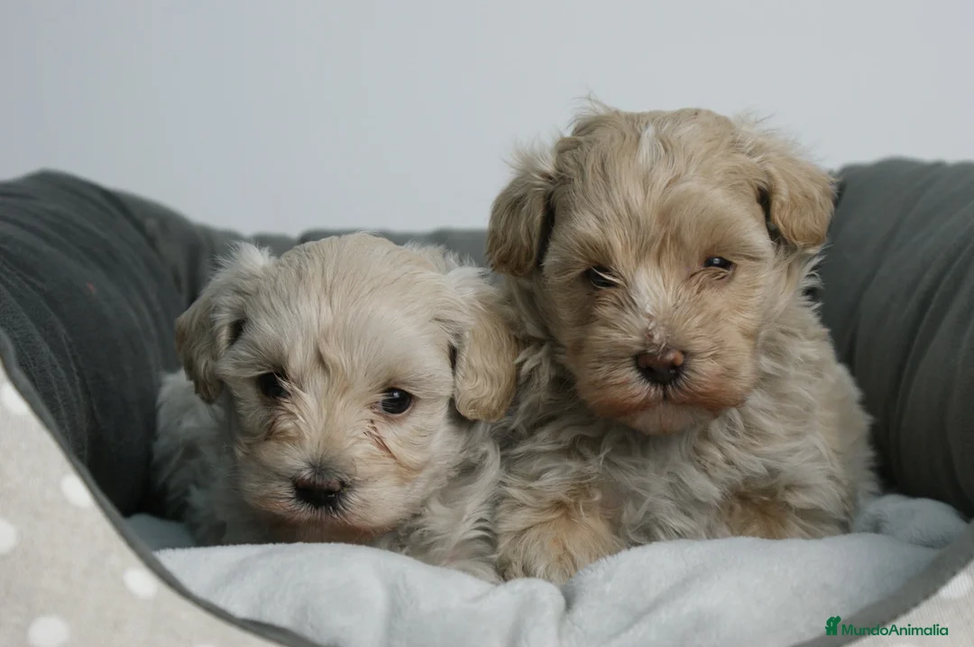 Maltipoo perros en venta: CACHORROS DE MALTIPOO  - Anuncio 1
