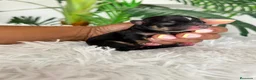 Chihuahua perros en venta: CHIHUAHUA - Anuncio 4