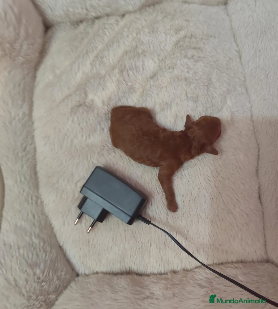 Caniche Toy perros en venta: Caniche tácita de te  - Anuncio 9