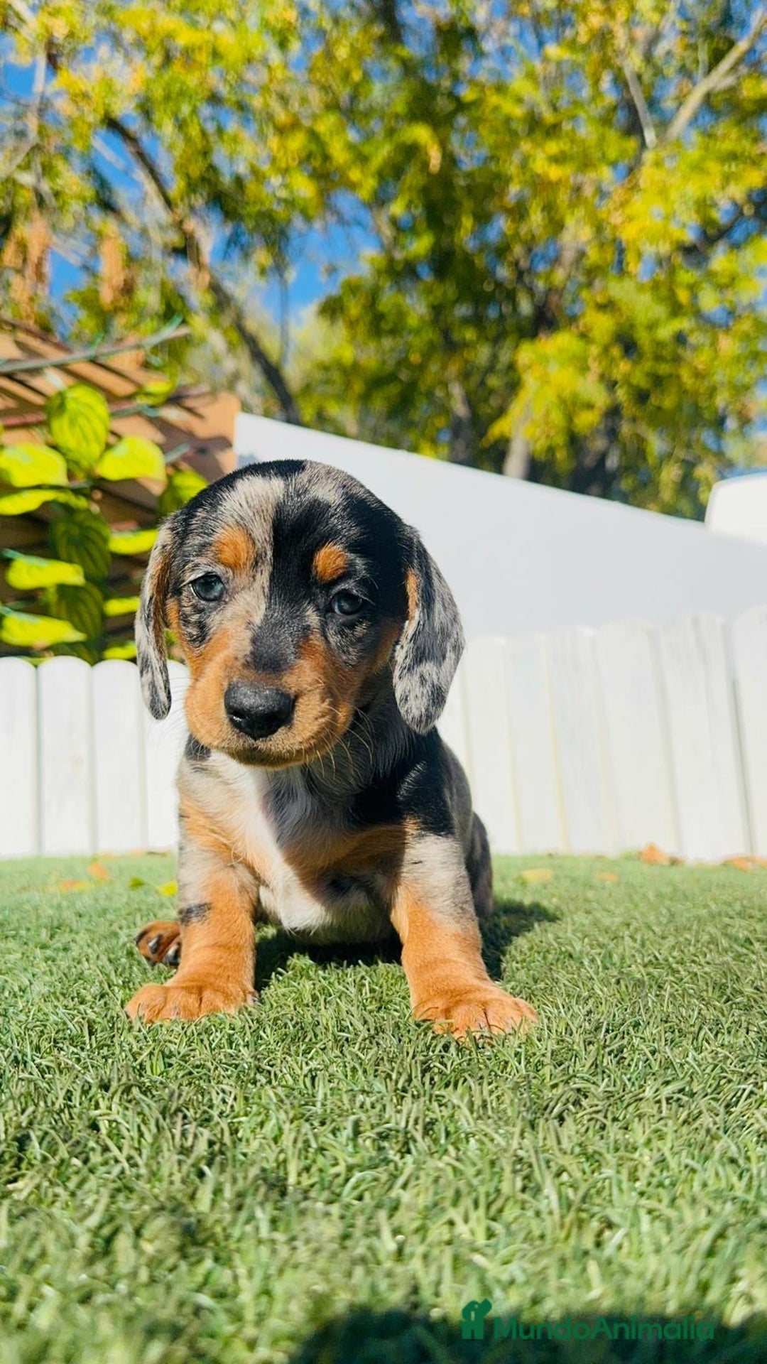 Teckel Miniatura perros en venta: TECKEL MINIATURA HEMBRA  - Anuncio 12