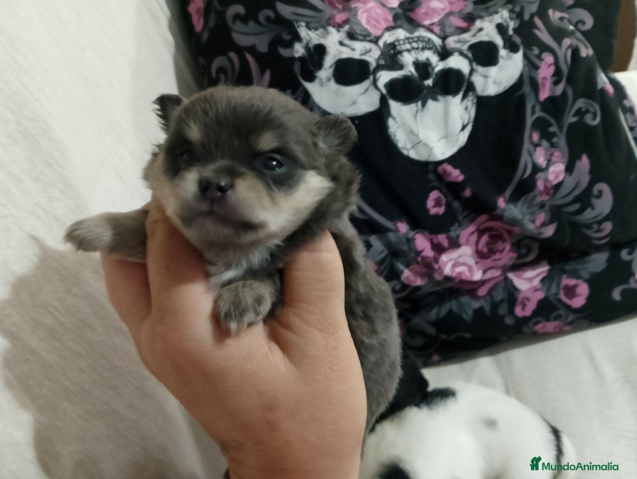 Pomchi perros Camada de pomchi con pomerania  - Anuncio 4