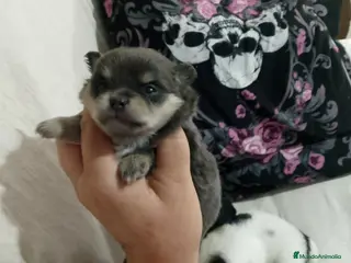 Pomchi perros Camada de pomchi con pomerania - Anuncio 4