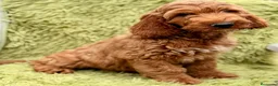 Cockapoo perros en venta: Cockapoo macho  - Anuncio 2