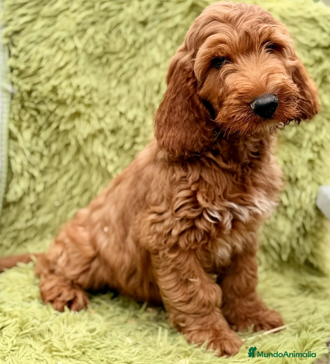 Cockapoo perros en venta: Cockapoo macho  - Anuncio 2