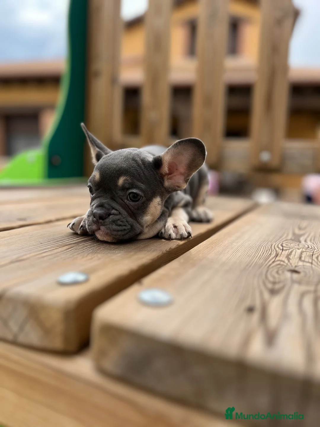 Bulldog Francés perros en venta: Bulldog francés  - Anuncio 5