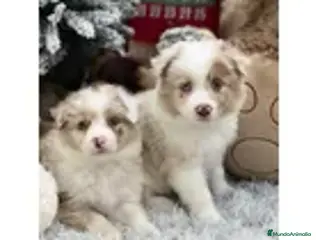 Border Collie perros Border collie puppy . - Anuncio 29